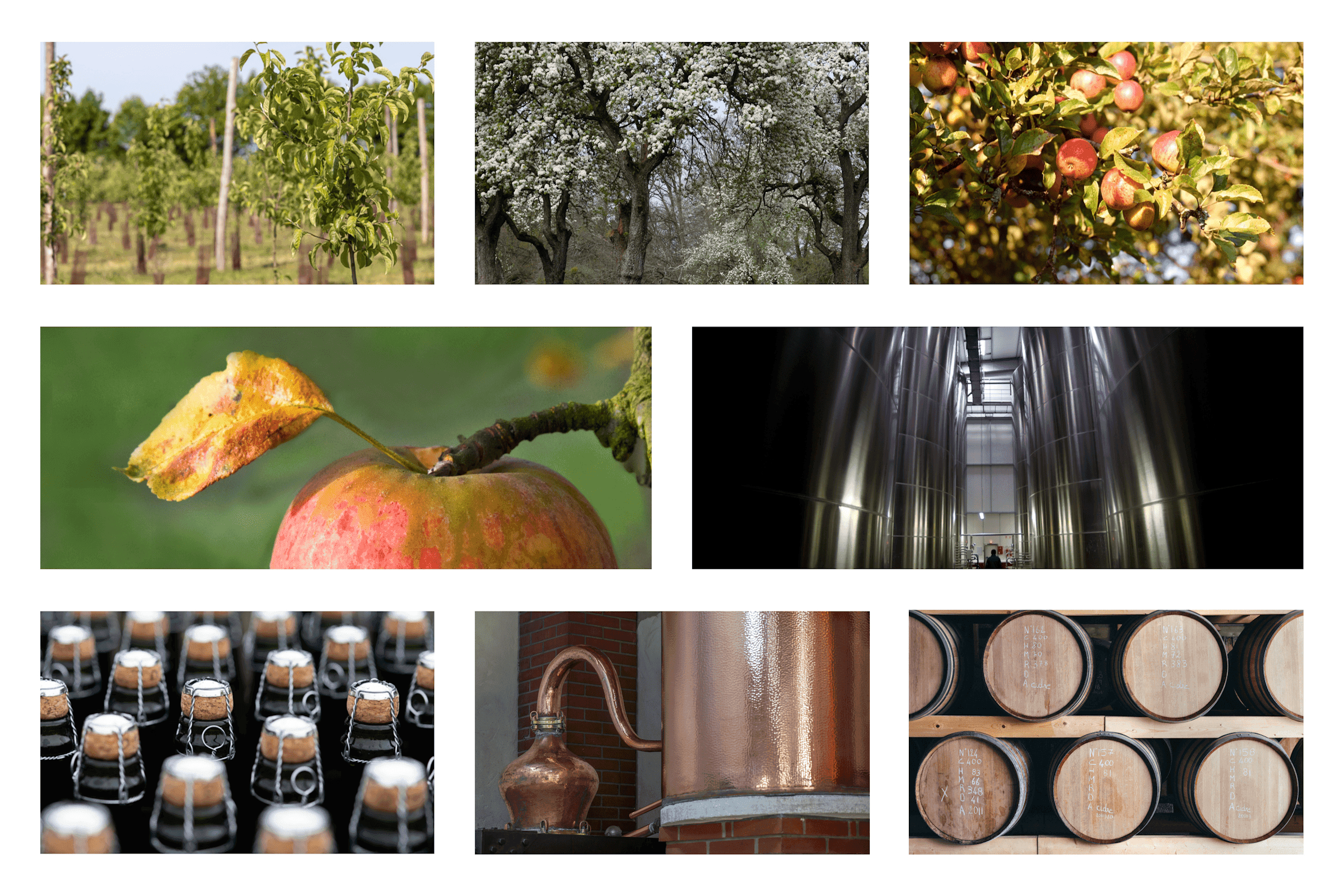 Production cidricole
